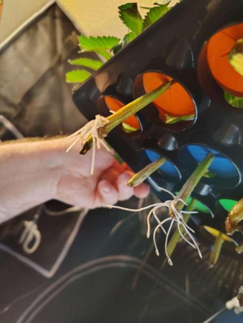 Paradise Pine Clones. Week 0