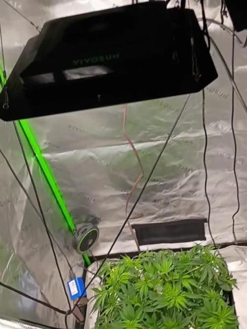 Paradise Pine Clones