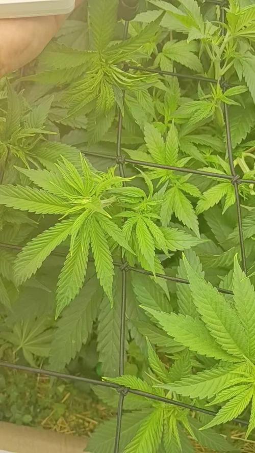 Paradise Pine(Paradise PunchxWTR)