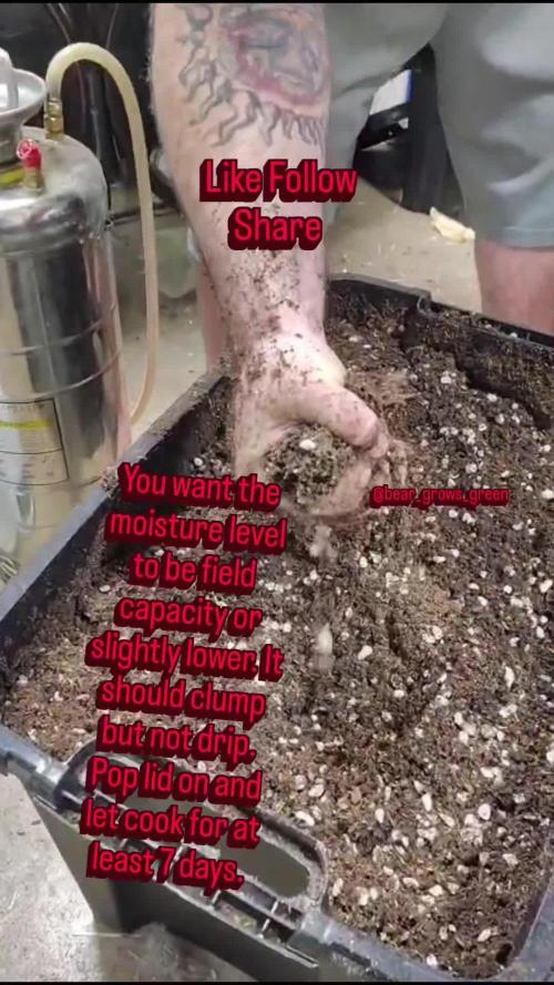 Paradise Pine Clones