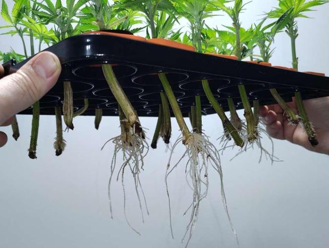 Paradise Pine Clones. Week 1