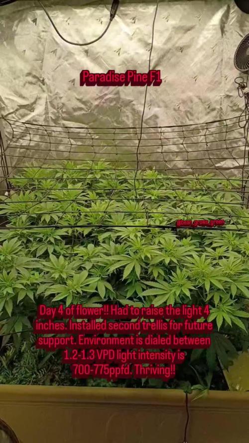 Paradise Pine(Paradise PunchxWTR)