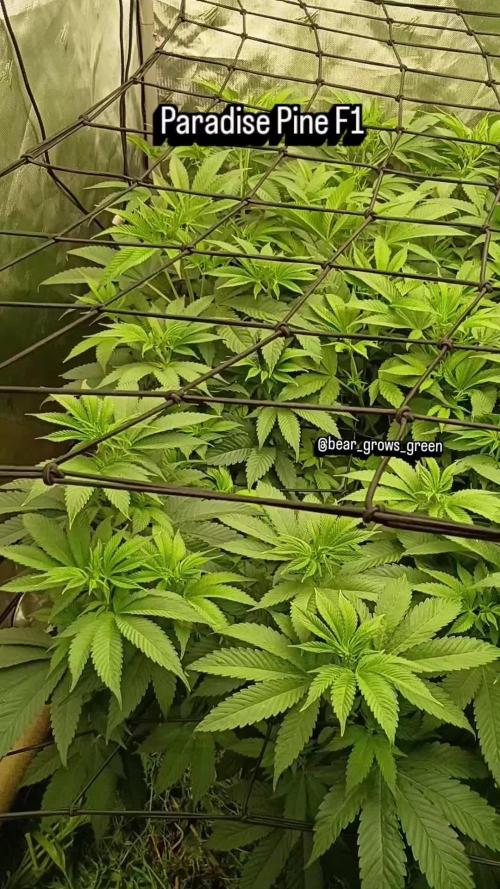 Paradise Pine(Paradise PunchxWTR)