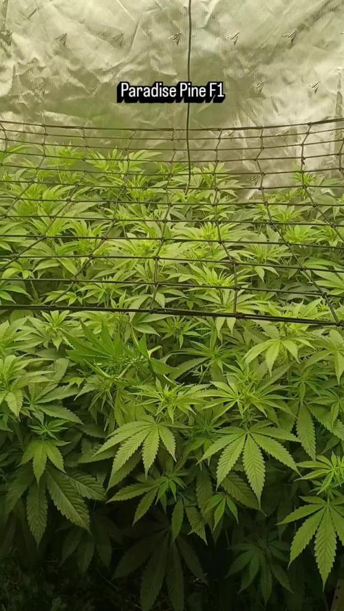 Paradise Pine(Paradise PunchxWTR)