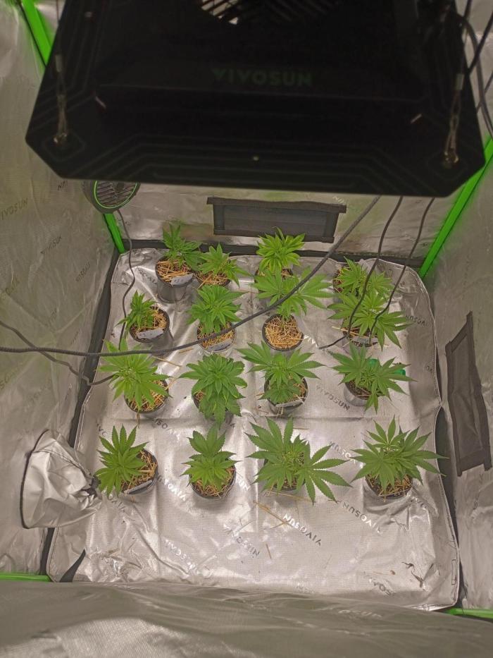 Paradise Pine Clones. Week 2