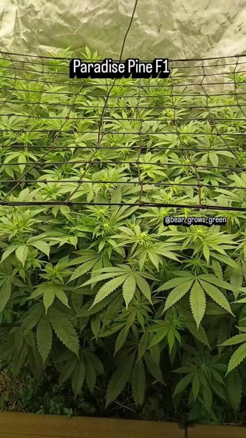 Paradise Pine(Paradise PunchxWTR)