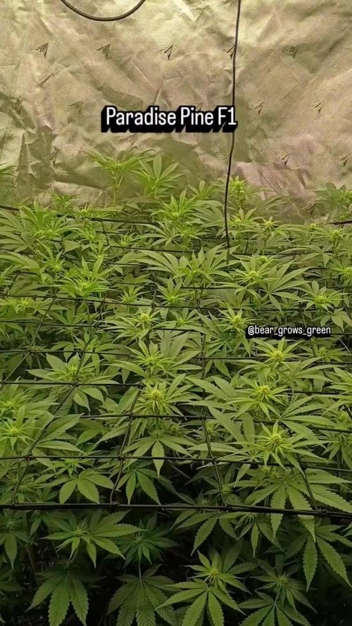 Paradise Pine(Paradise PunchxWTR)