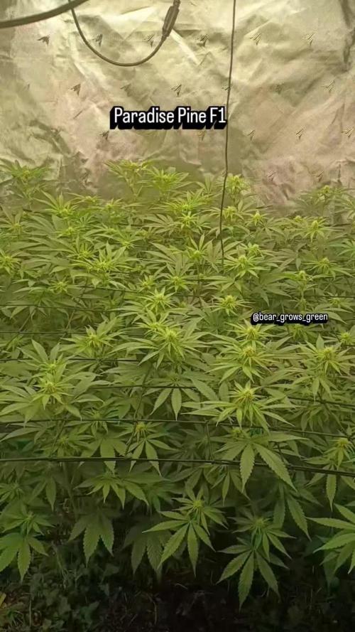 Paradise Pine(Paradise PunchxWTR)