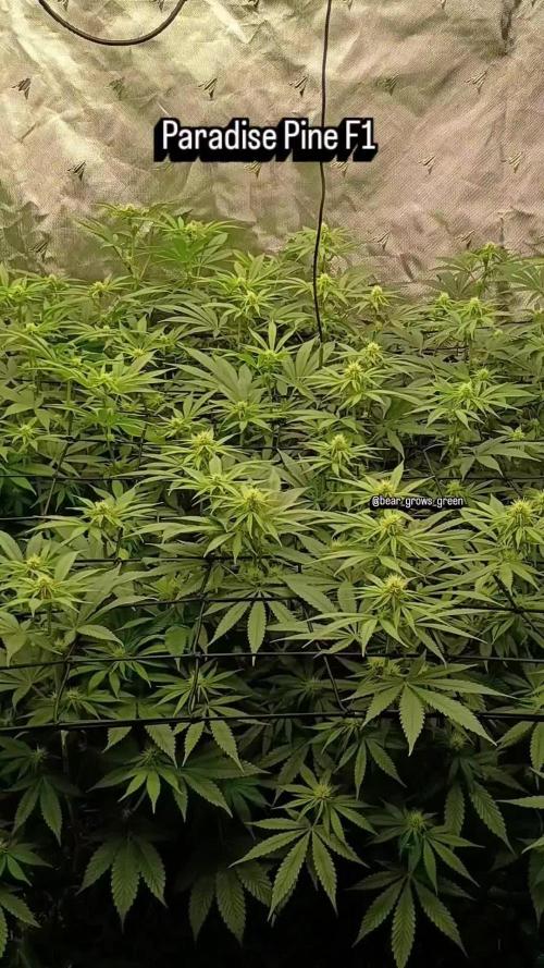 Paradise Pine(Paradise PunchxWTR)