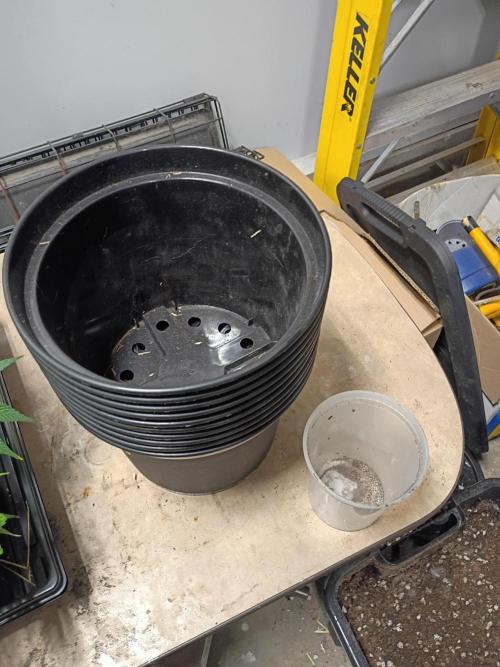 Paradise Pine Clones. Week 3