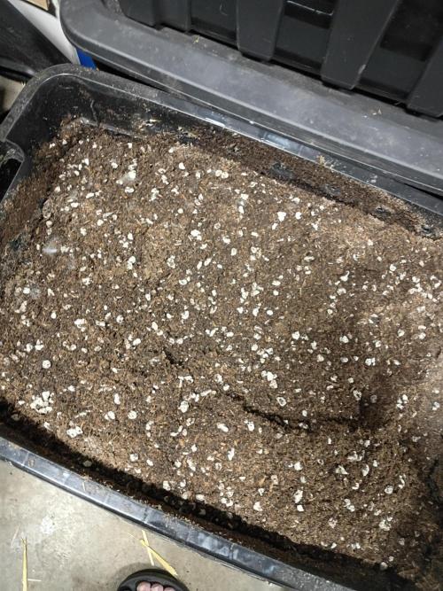 Paradise Pine Clones. Week 3