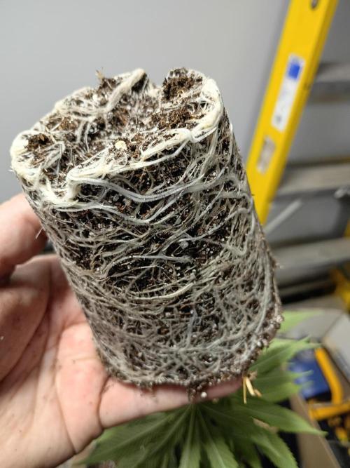 Paradise Pine Clones. Week 3