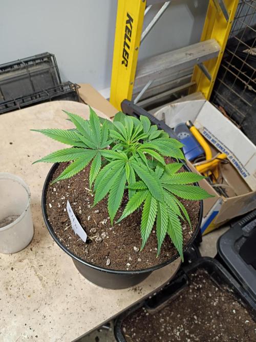 Paradise Pine Clones. Week 3