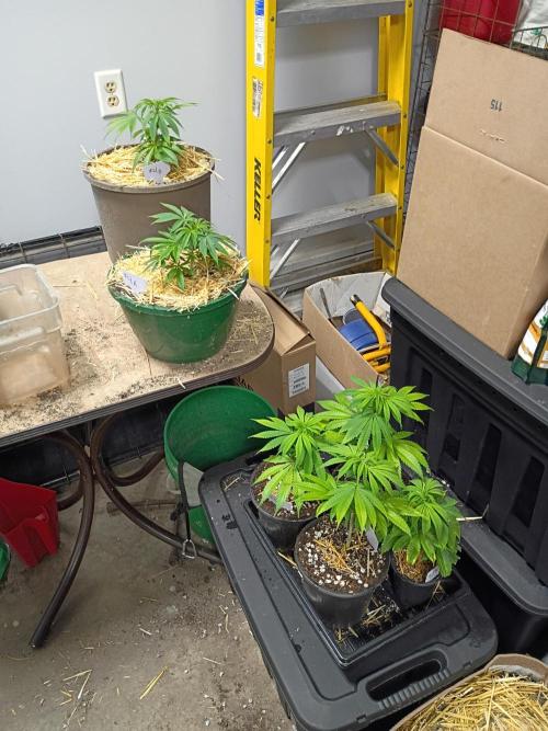 Paradise Pine Clones. Week 3