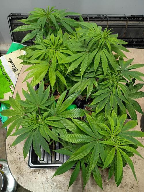 Paradise Pine Clones. Week 3