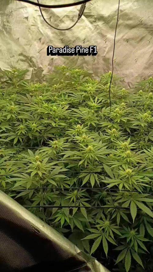 Paradise Pine(Paradise PunchxWTR)