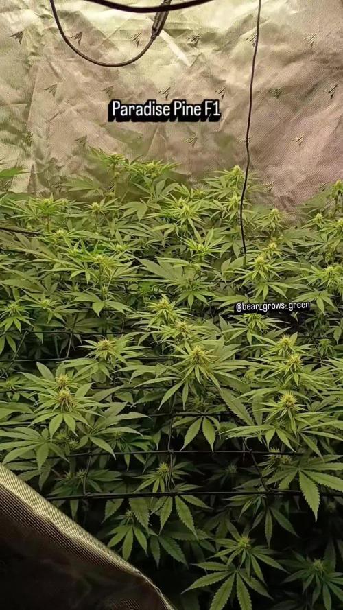 Paradise Pine(Paradise PunchxWTR)