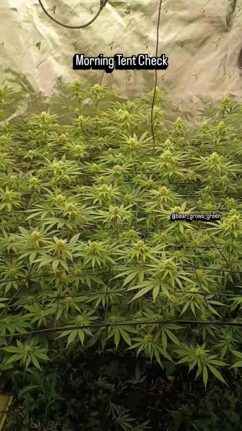 Paradise Pine(Paradise PunchxWTR)