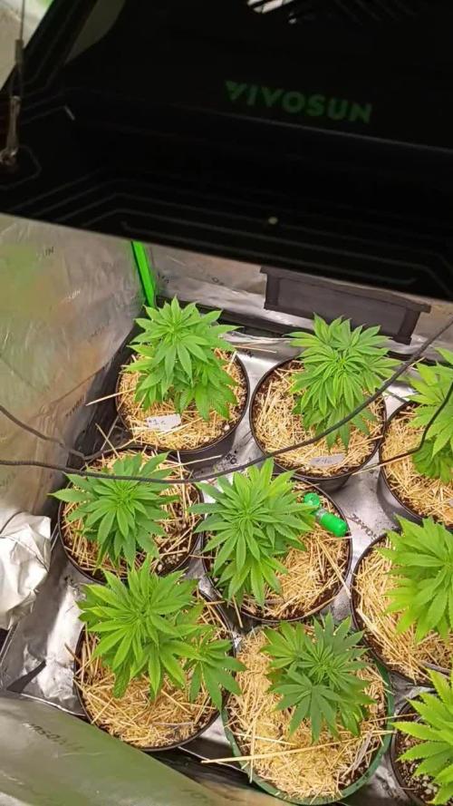 Paradise Pine Clones