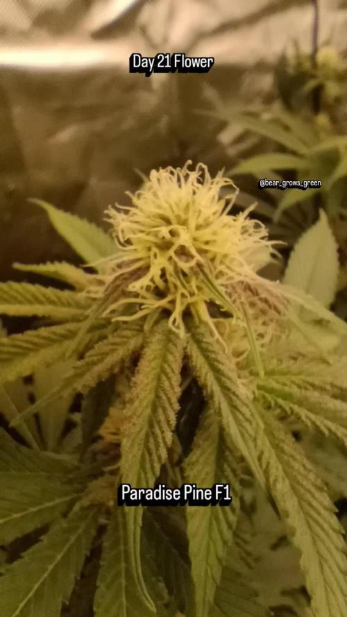 Paradise Pine(Paradise PunchxWTR)