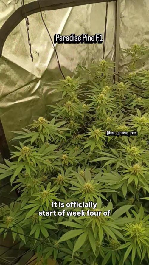 Paradise Pine(Paradise PunchxWTR)