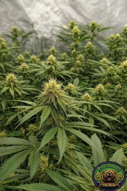 Paradise Pine(Paradise PunchxWTR). Week 11