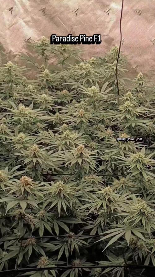 Paradise Pine(Paradise PunchxWTR)