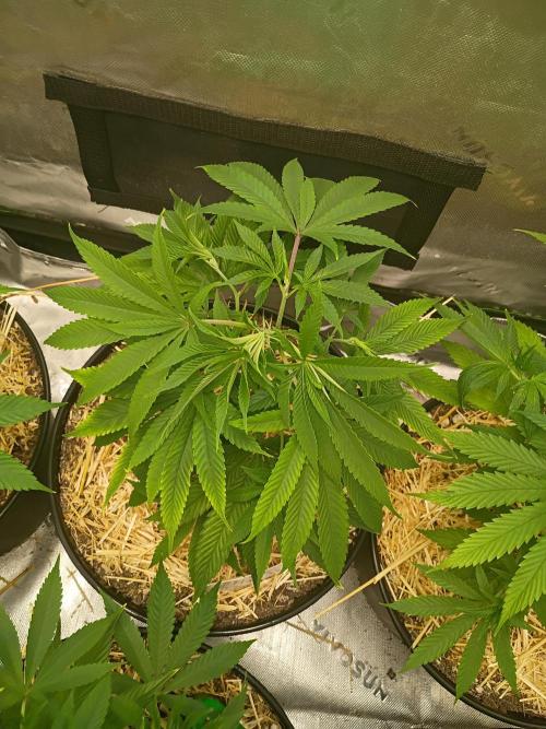 Paradise Pine Clones. Week 4