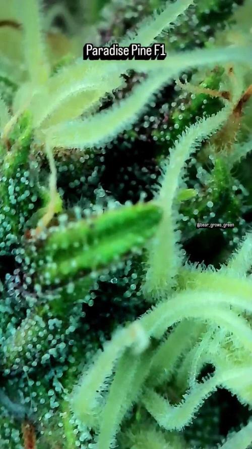 Paradise Pine(Paradise PunchxWTR)