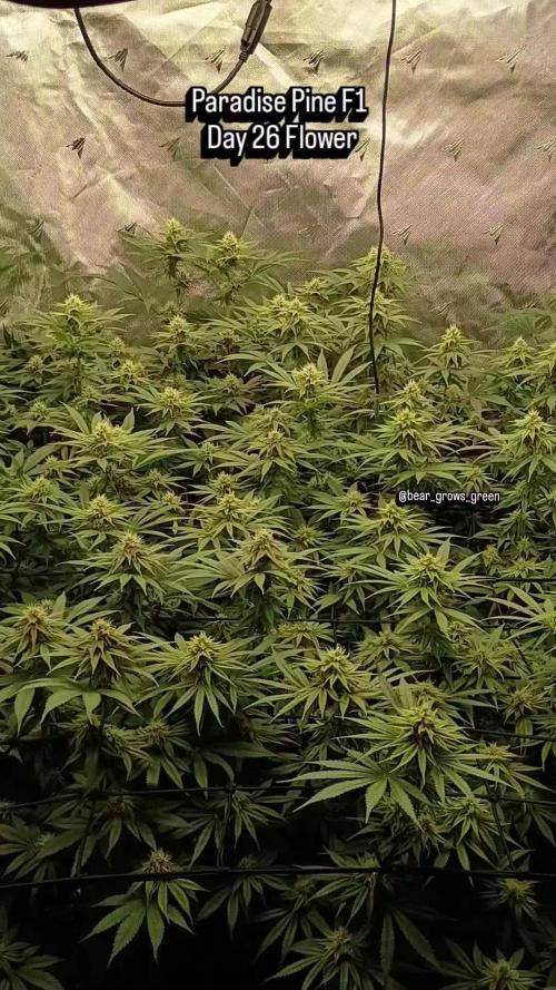 Paradise Pine(Paradise PunchxWTR)