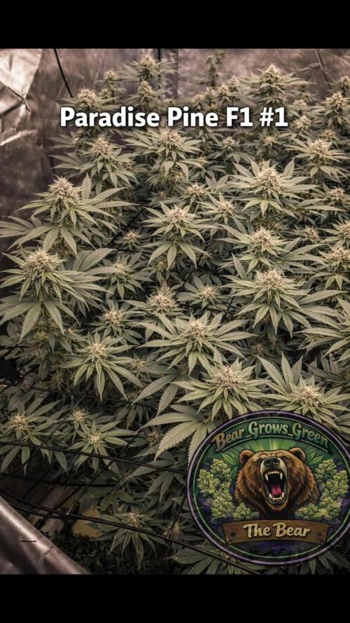 Paradise Pine(Paradise PunchxWTR)