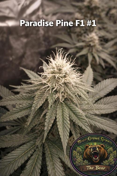 Paradise Pine(Paradise PunchxWTR). Week 11