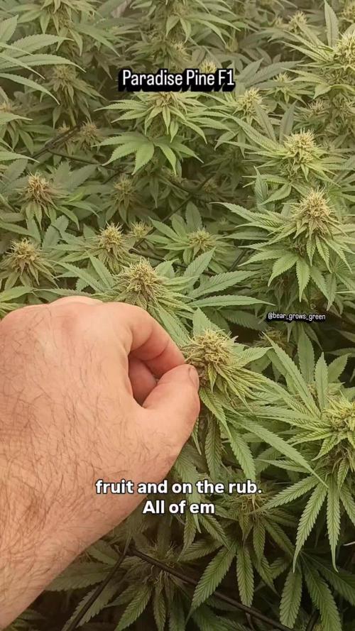 Paradise Pine(Paradise PunchxWTR)