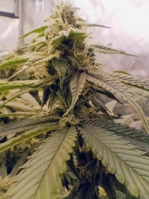 Paradise Pine(Paradise PunchxWTR). Week 12