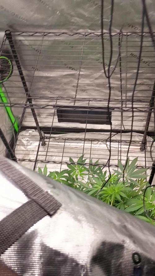 Paradise Pine Clones