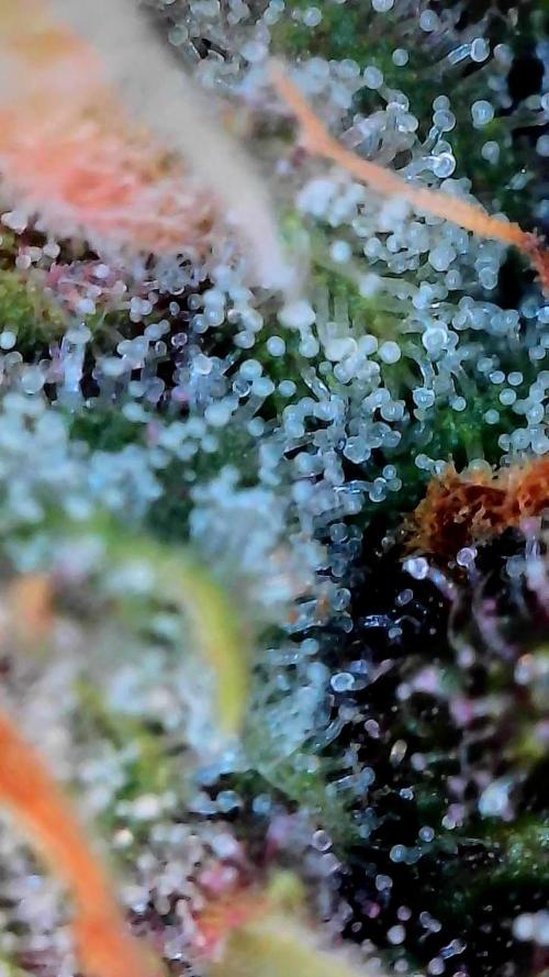 Paradise Pine(Paradise PunchxWTR). Week 12