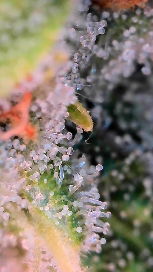 Paradise Pine(Paradise PunchxWTR). Week 12