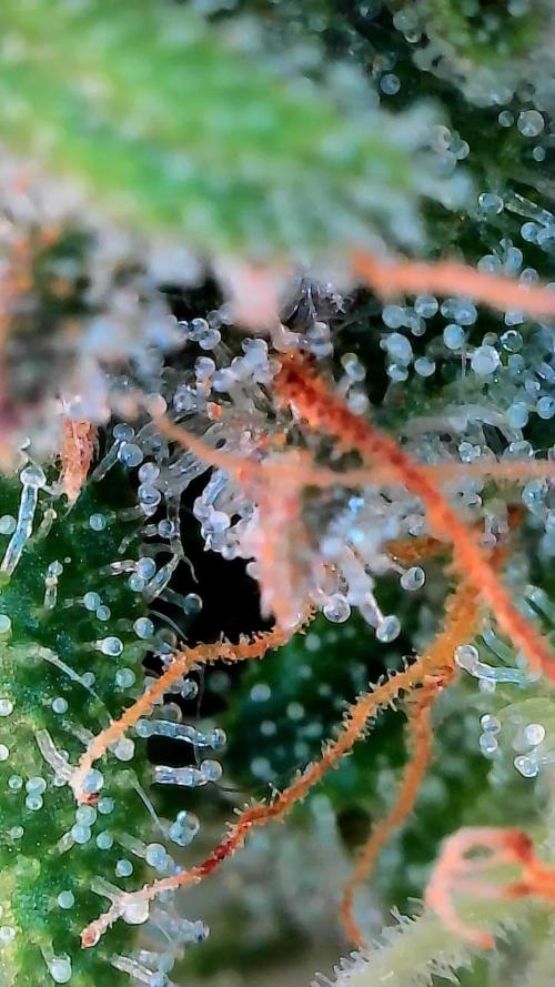 Paradise Pine(Paradise PunchxWTR). Week 12