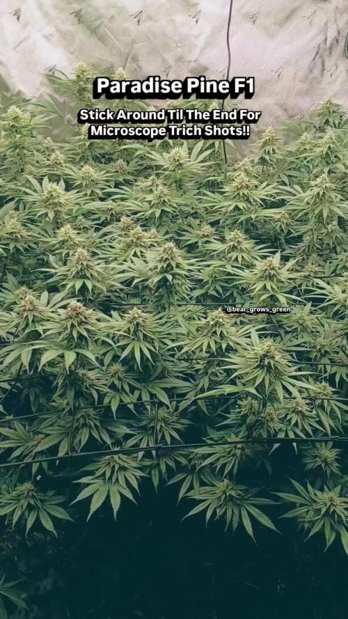 Paradise Pine(Paradise PunchxWTR)