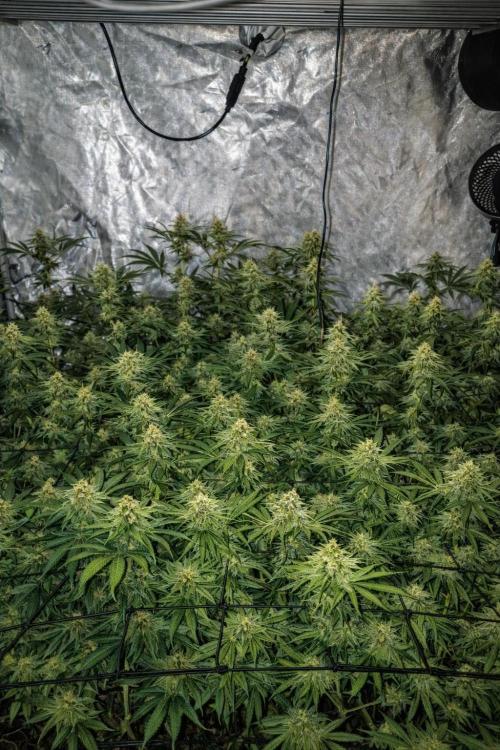 Paradise Pine(Paradise PunchxWTR). Week 12