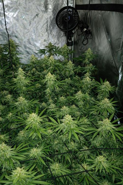 Paradise Pine(Paradise PunchxWTR). Week 12