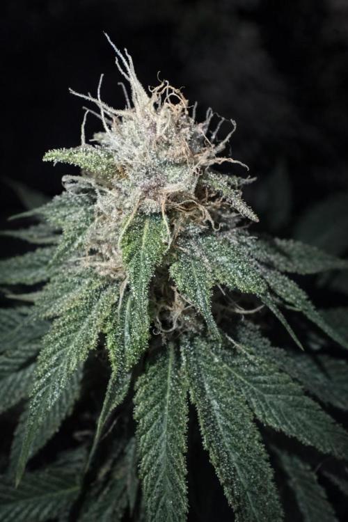 Paradise Pine(Paradise PunchxWTR). Week 12