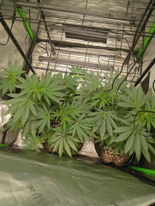 Paradise Pine Clones. Week 5