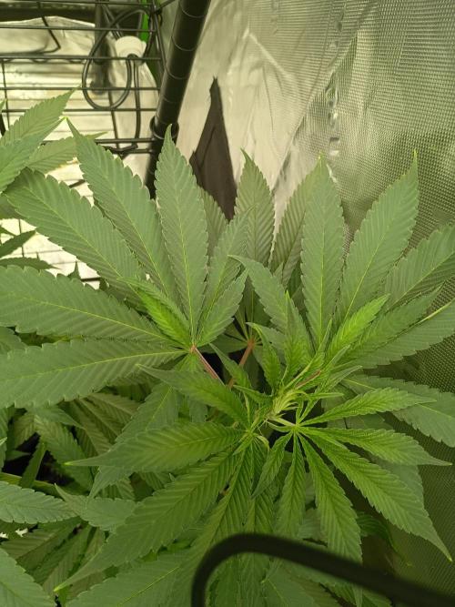 Paradise Pine Clones. Week 5