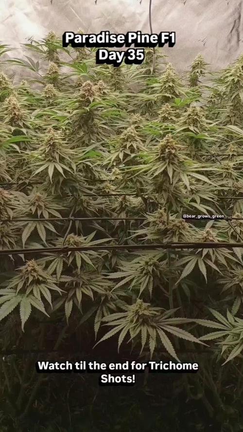 Paradise Pine(Paradise PunchxWTR)