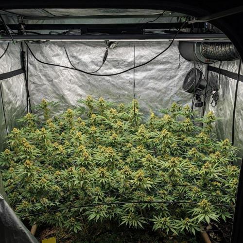 Paradise Pine(Paradise PunchxWTR). Week 13