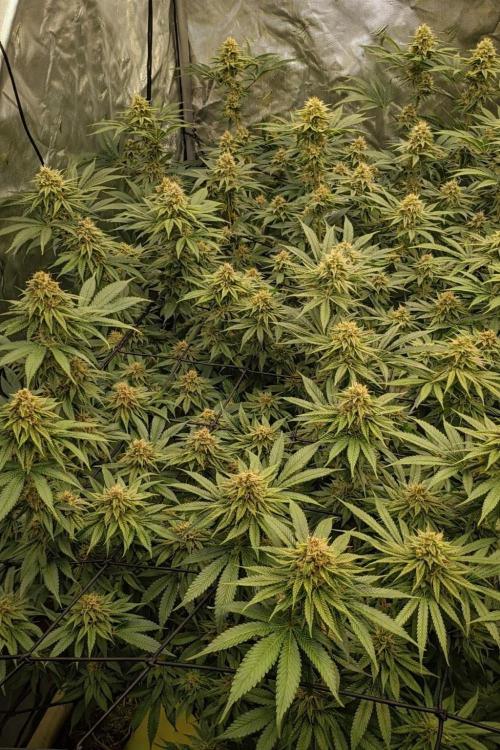 Paradise Pine(Paradise PunchxWTR). Week 13