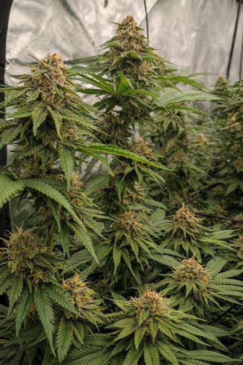 Paradise Pine(Paradise PunchxWTR). Week 13