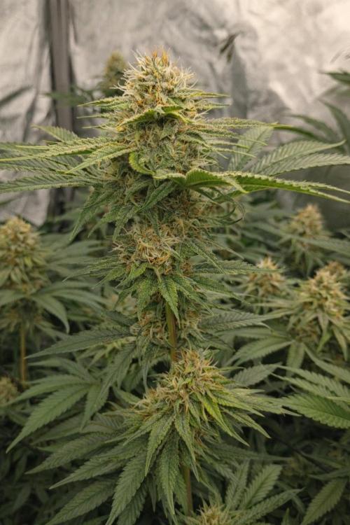 Paradise Pine(Paradise PunchxWTR). Week 13