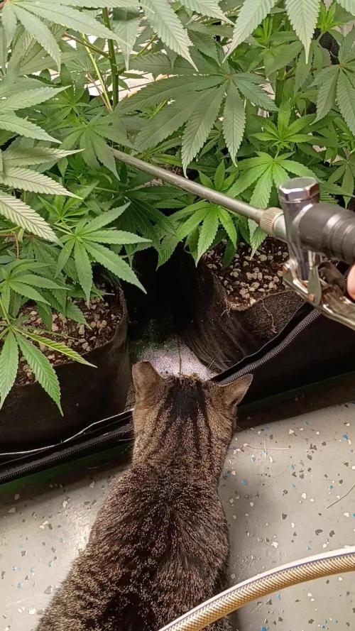 Paradise Pine Clones